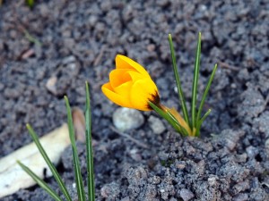 krokus
